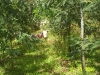 o_Agroforestal chile